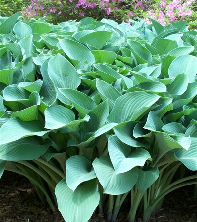 Hosta Halcyon